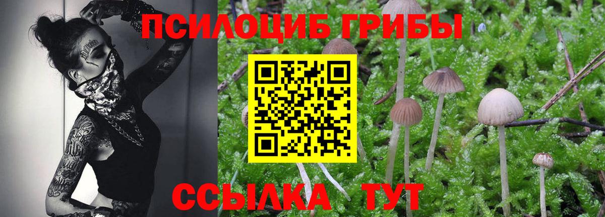 Псилоцибиновые грибы Psilocybine cubensis  закладки  Псилоцибиновые грибы ЛСД  Владикавказ  Вход с VPN 